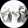 Siberian Husky